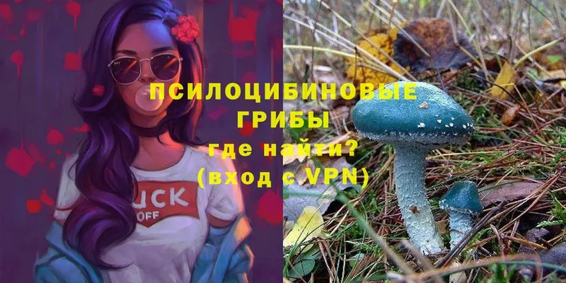 Галлюциногенные грибы Psilocybe  даркнет сайт  Ухта 